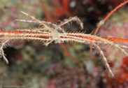 Analcidometra armata