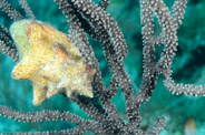 Strombus gigas