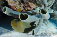 Aplysina archeri