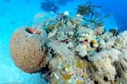 Geodia neptuni