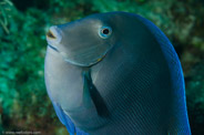 Acanthurus coeruleus