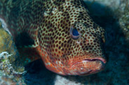 Epinephelus guttatus