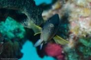 Stegastes planifrons