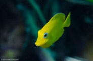 Acanthurus coeruleus
