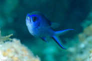 Chromis cyanea
