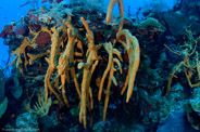 Aplysina fulva