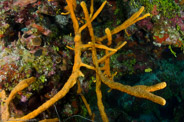 Aplysina fulva